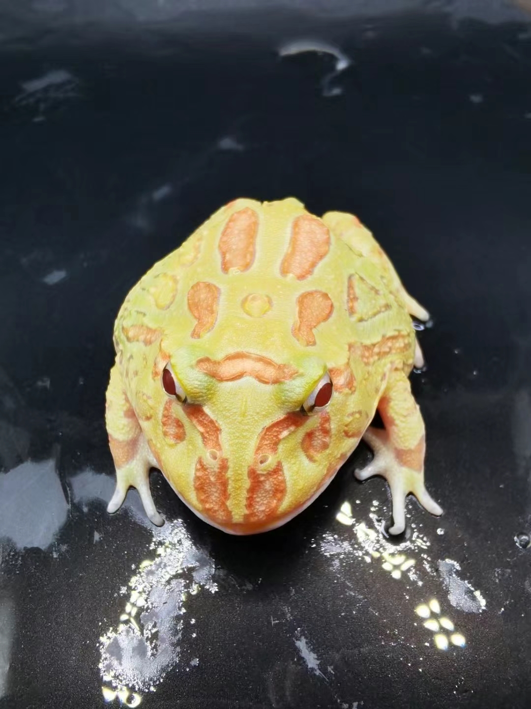 角蛙4-5